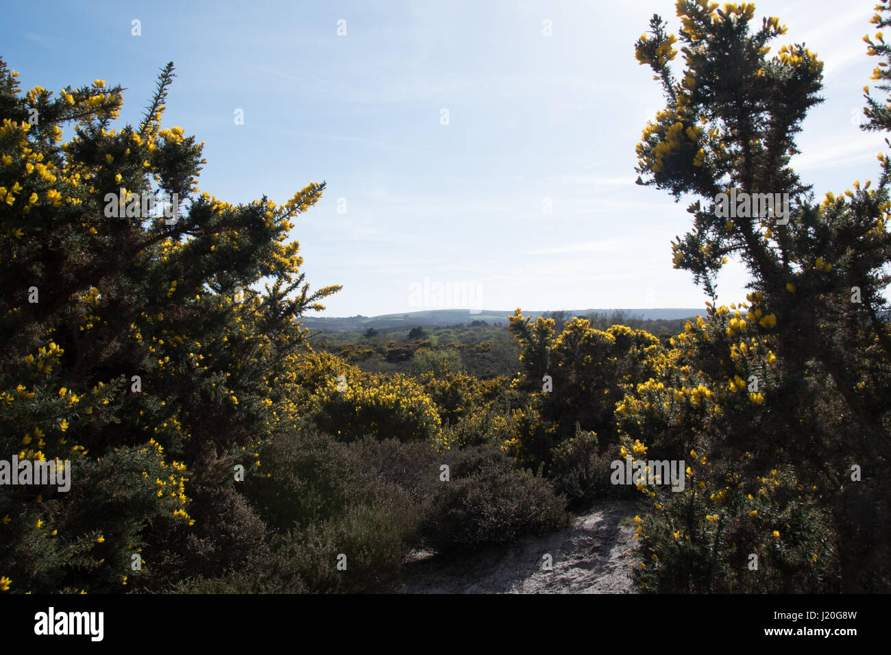 Studland Heath National Nature Reserve, Dorset. Banque D'Images