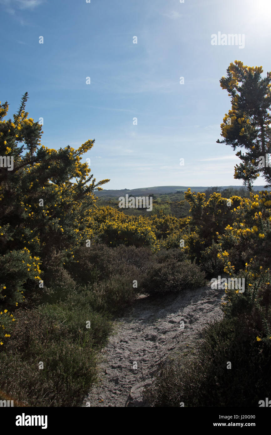 Studland Heath National Nature Reserve, Dorset. Banque D'Images