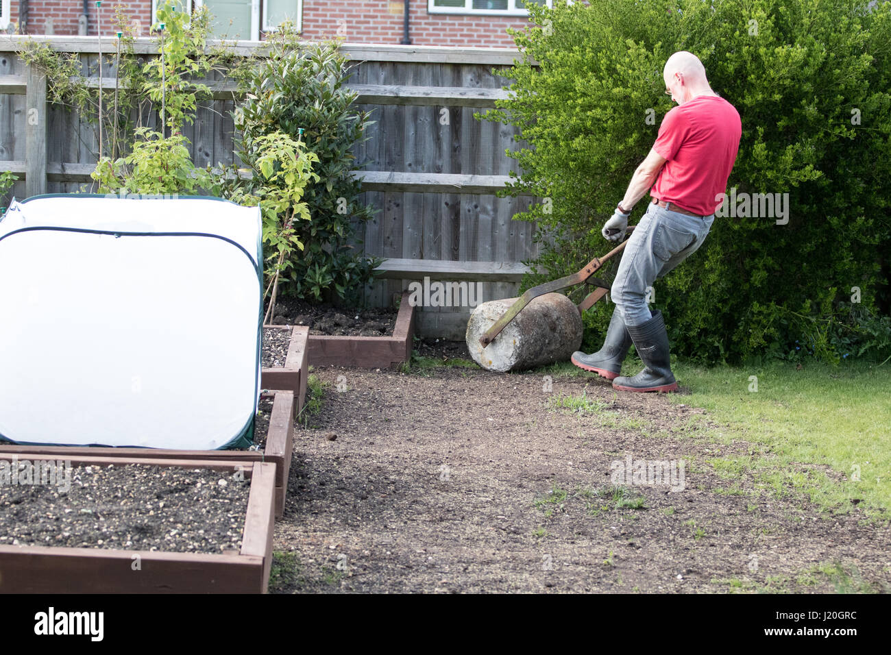 Jardinier amateur dans la cinquantaine rouler une pelouse qui a été récemment ensemencées et haut habillé avec le sol Banque D'Images