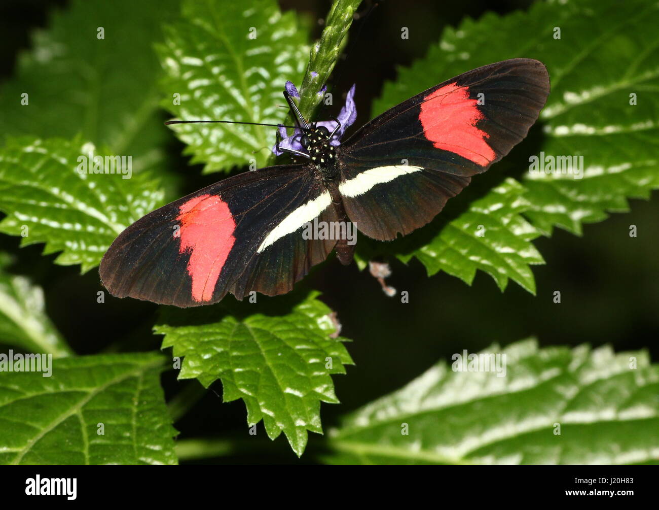 Mexique / Amérique du Sud ou d'un petit rouge Postman Butterfly (Heliconius erato) se nourrissant d'un pourpre fleur tropicale. Banque D'Images