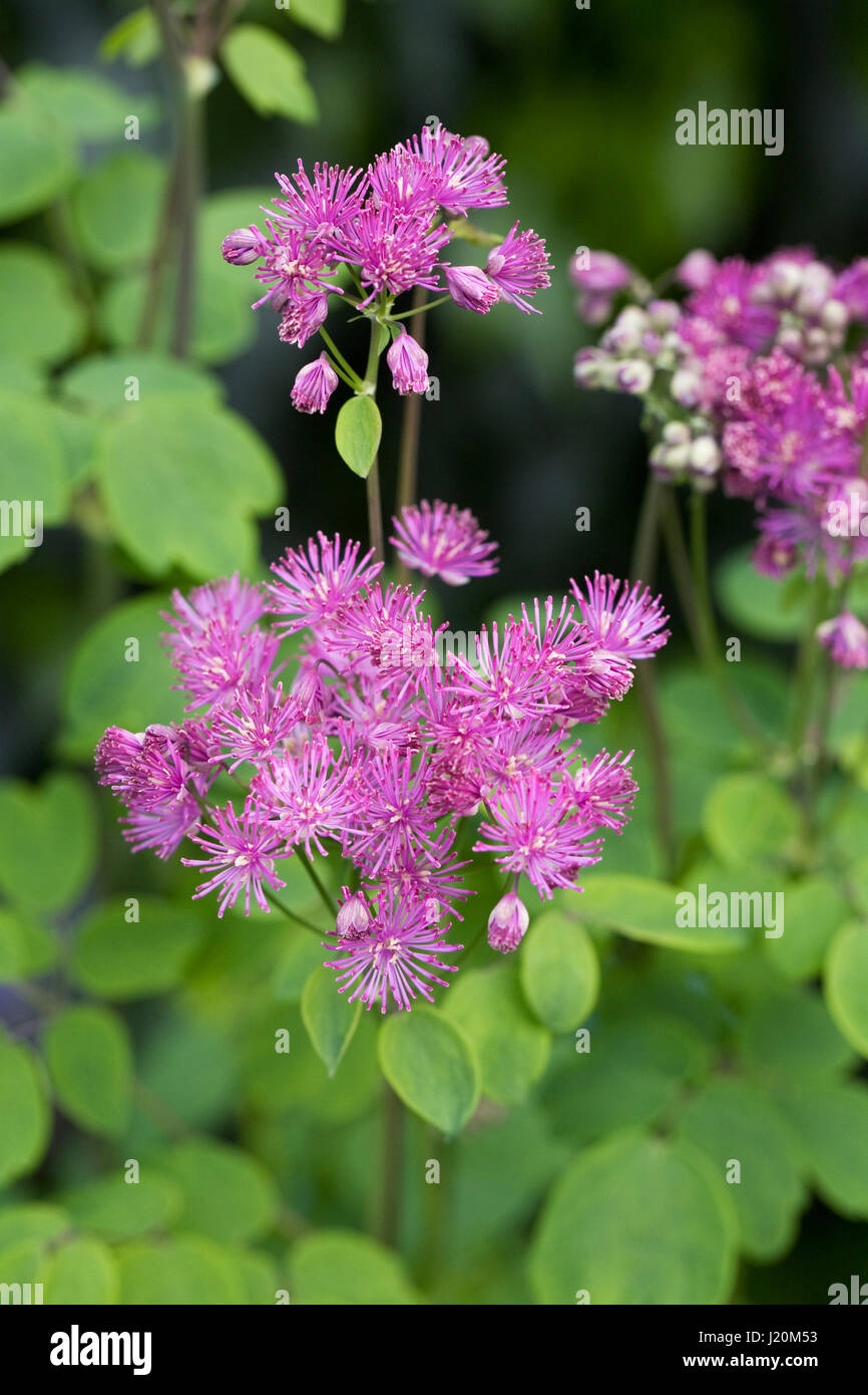 Thalictrum aquilegifolium. Une plus grande prairie rue poussant dans un jardin de cottage anglais. Banque D'Images