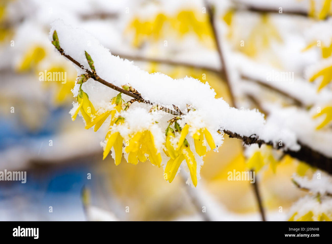 Forsythia jaune oranger au printemps couverte de neige. Banque D'Images