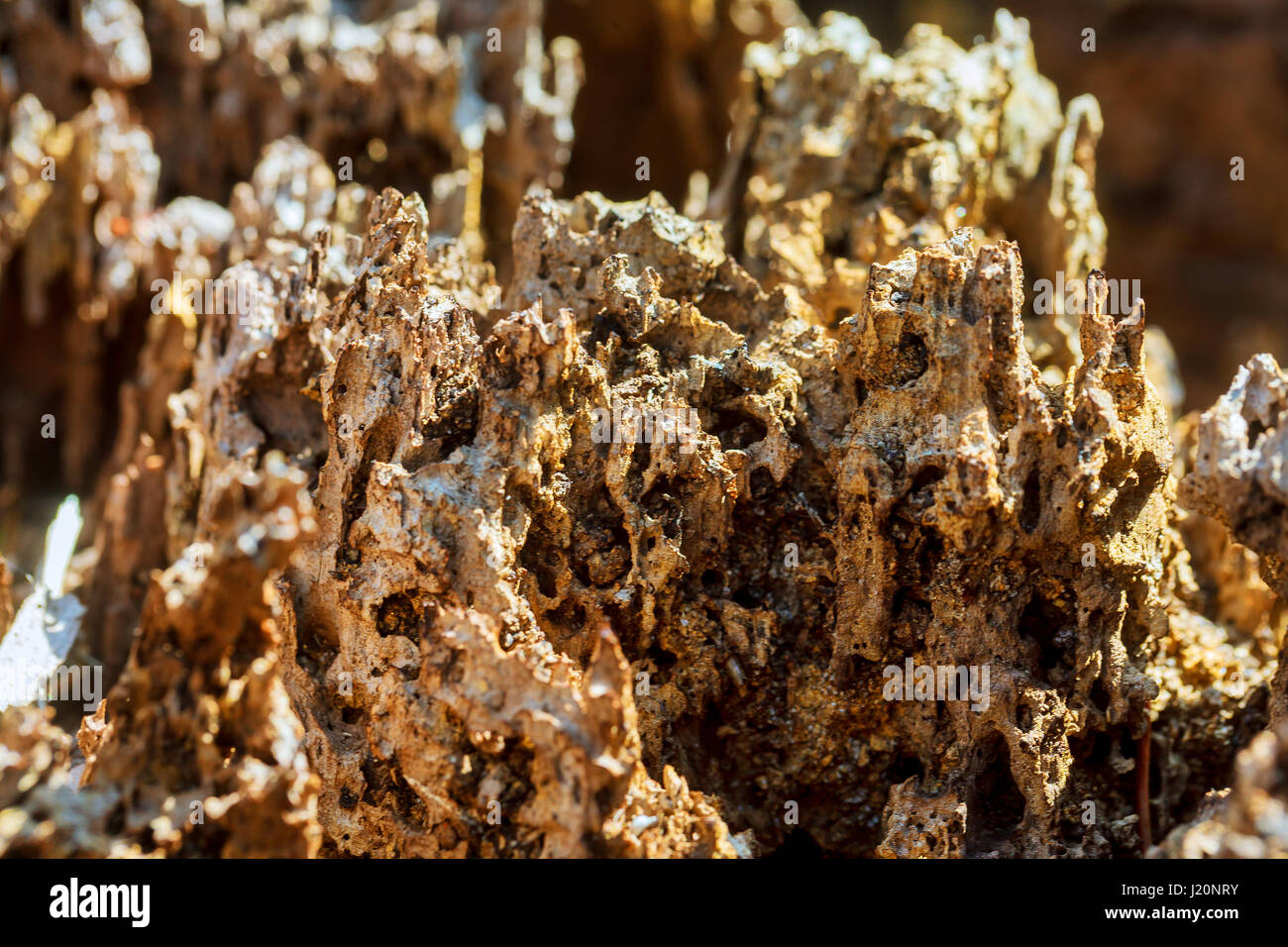 La pourriture de l'écorce des arbres en raison de la décomposition naturelle texture pattern termites Banque D'Images