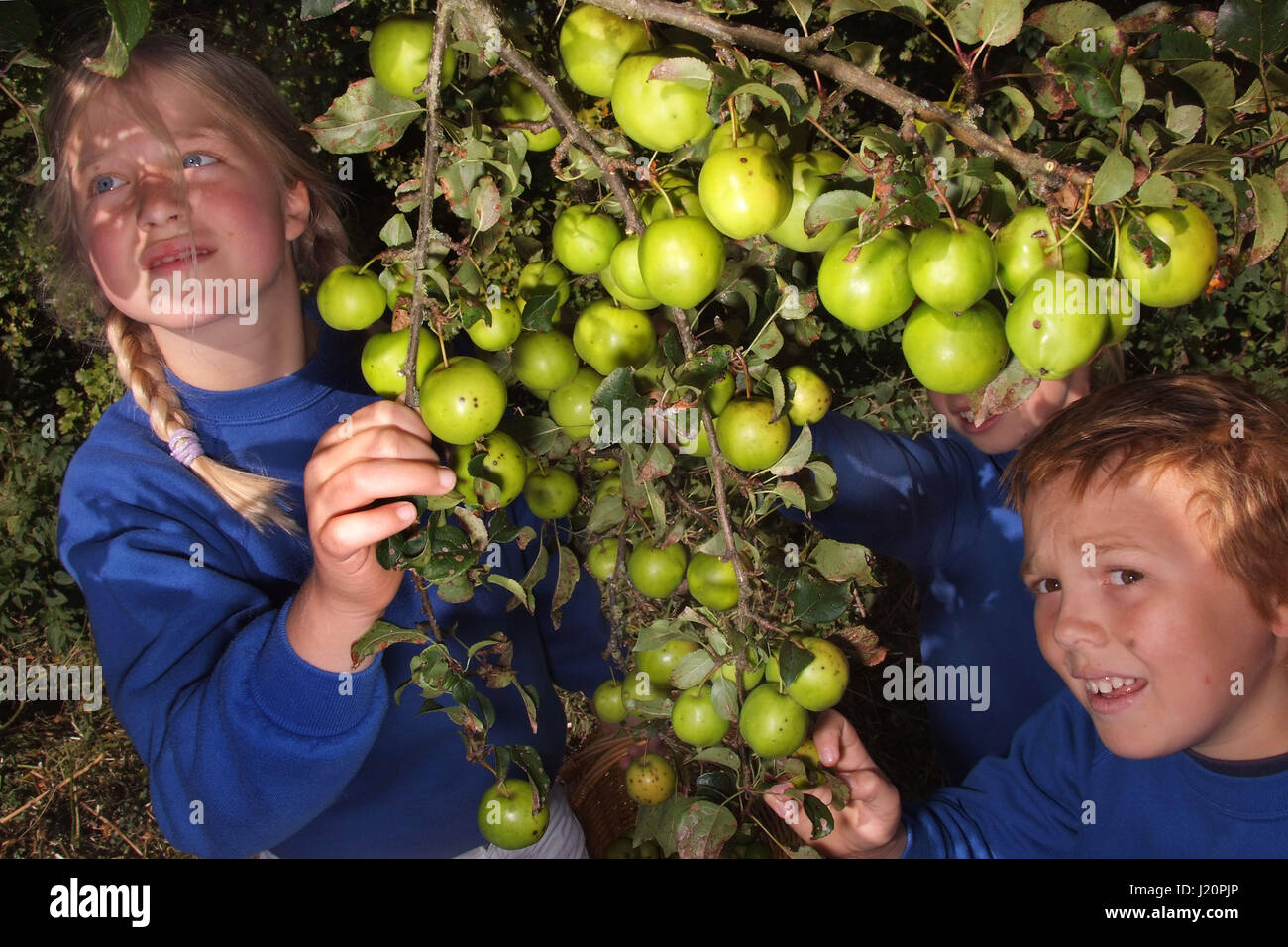 Les élèves de l'école, dans le village Sherston Wiltshire avec la cueillette annuelle de la société Tracklements pommettes pour Sherston Pommetier Jelly Banque D'Images