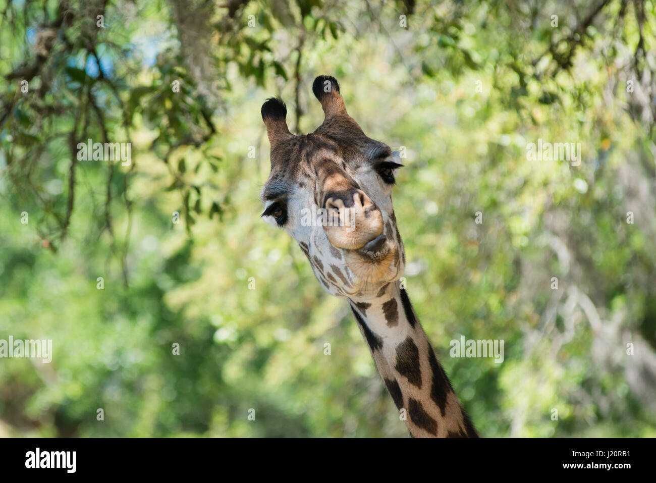 Girafe à Animal Kingdom, Disney World en Floride Banque D'Images