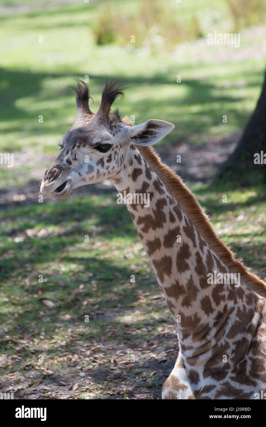 Girafe à Animal Kingdom, Disney World en Floride Banque D'Images