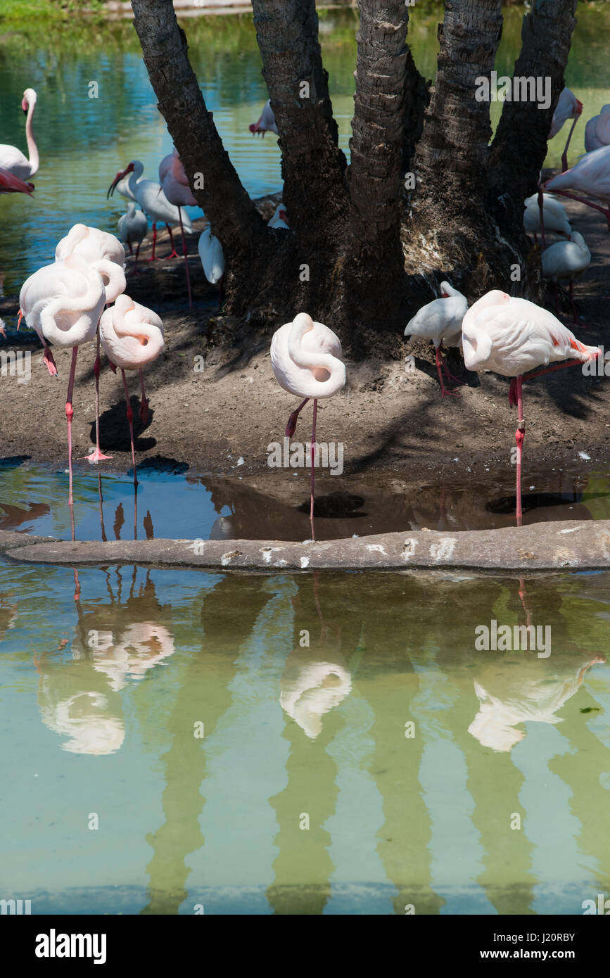 Flamingo réflexions à Animal Kingdom, Disney World en Floride Banque D'Images