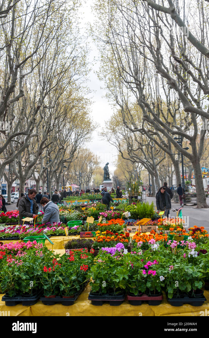 Marché aux fleurs de Béziers en Languedoc, France. Banque D'Images