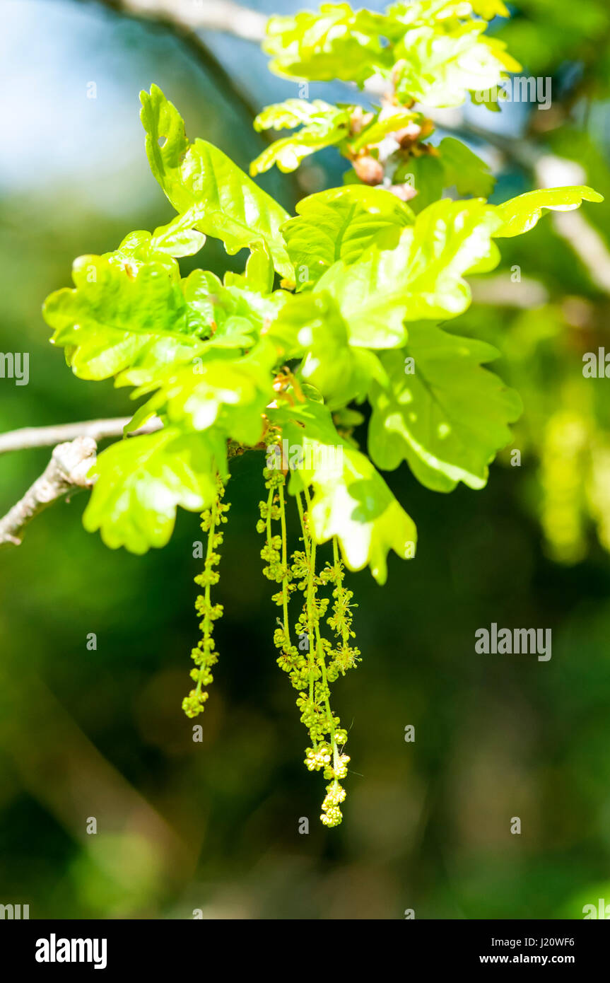 Les fleurs mâles ou chatons apparaissent sur l'arbre de chêne, Quercus robur, au printemps. Banque D'Images