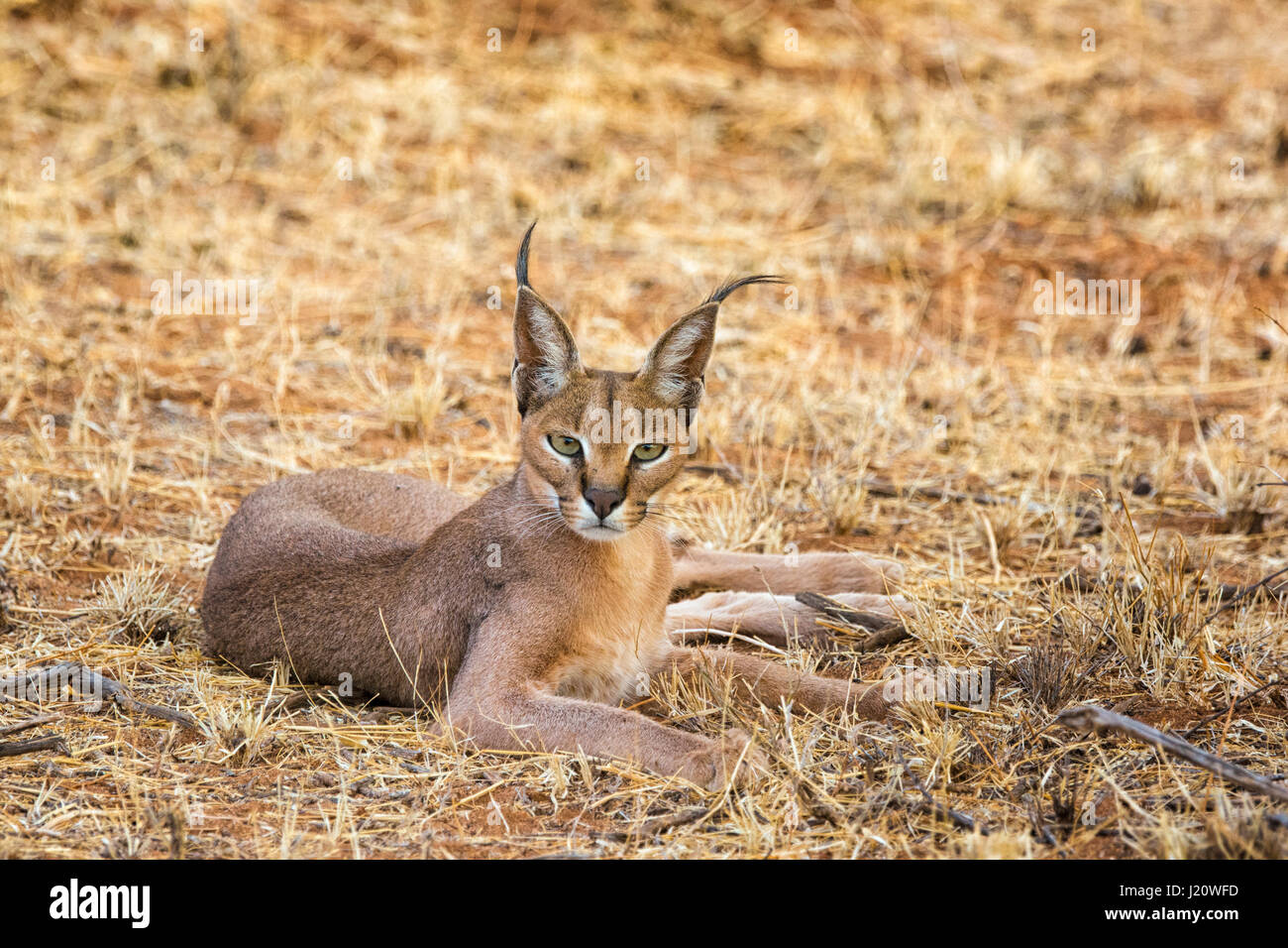 Close up portrait of a wild, Caracal Caracal caracal, couchée et looking at camera, Buffalo Springs, Réserve nationale de Samburu, Kenya, Afrique de l'Est Banque D'Images