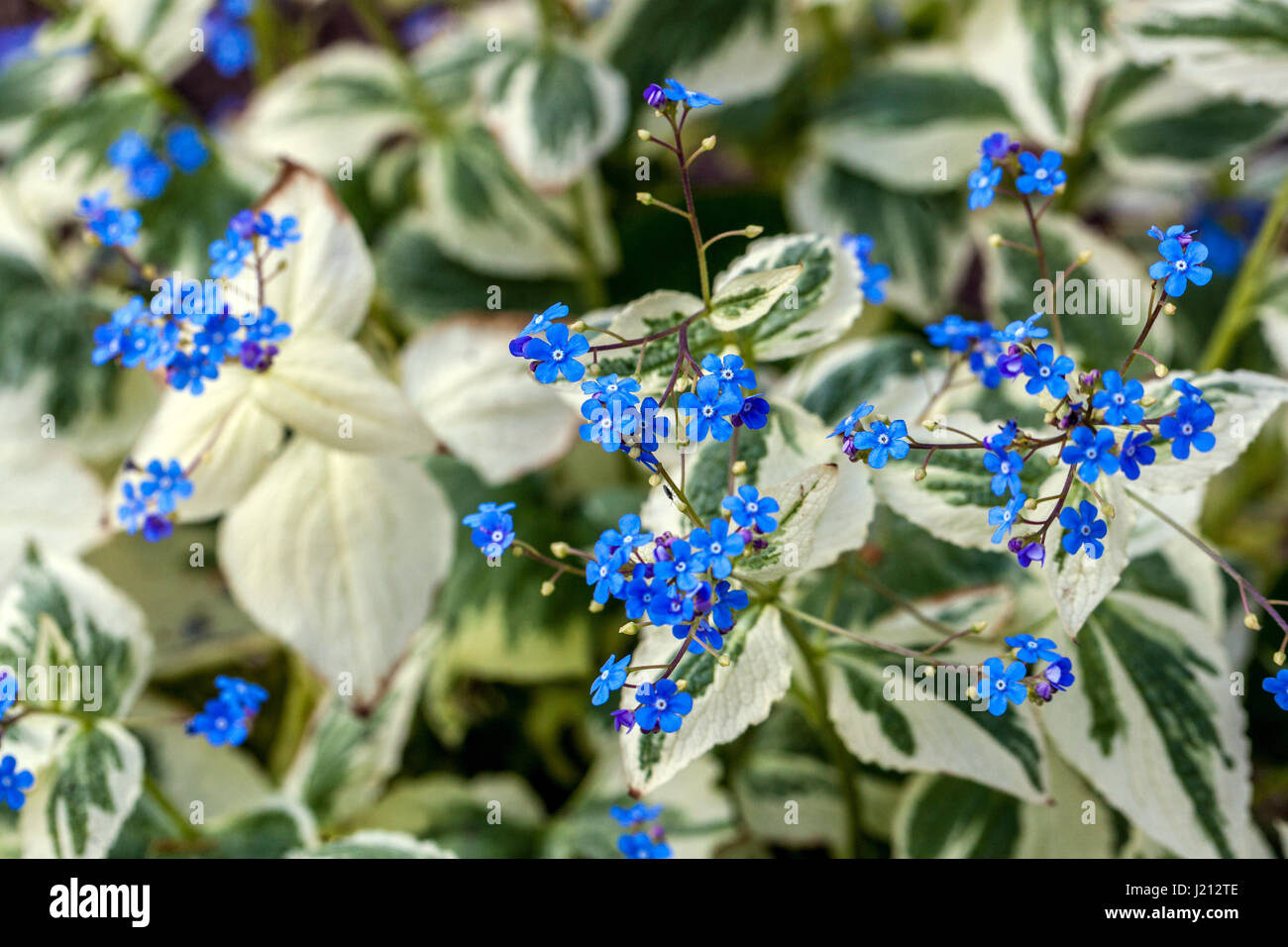 Brunnera macrophylla dawsons blanc Banque de photographies et d’images ...