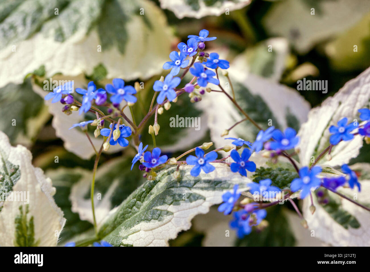 Brunnera macrophylla dawsons blanc Banque de photographies et d’images ...
