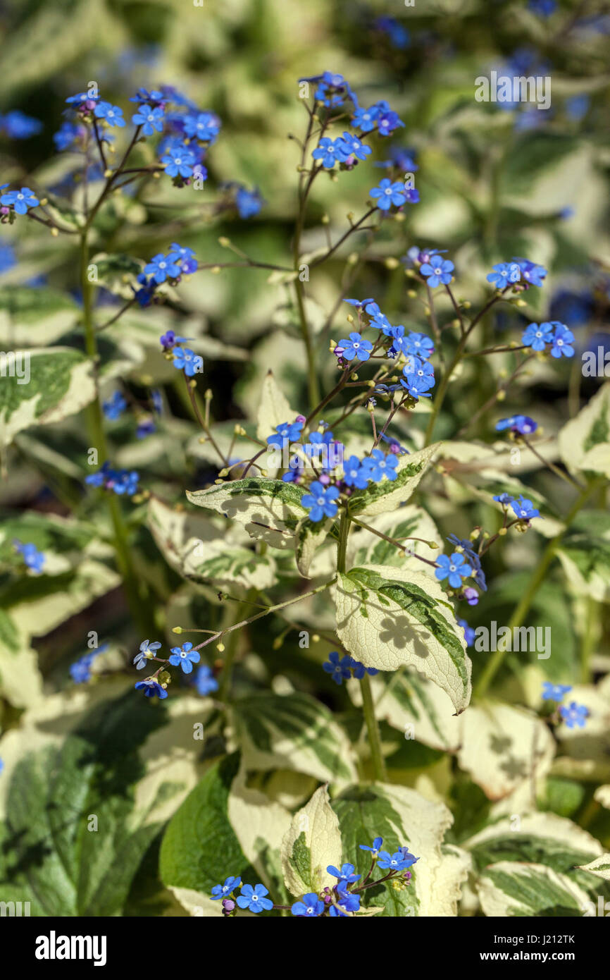 Brunnera macrophylla dawsons blanc Banque de photographies et d’images ...