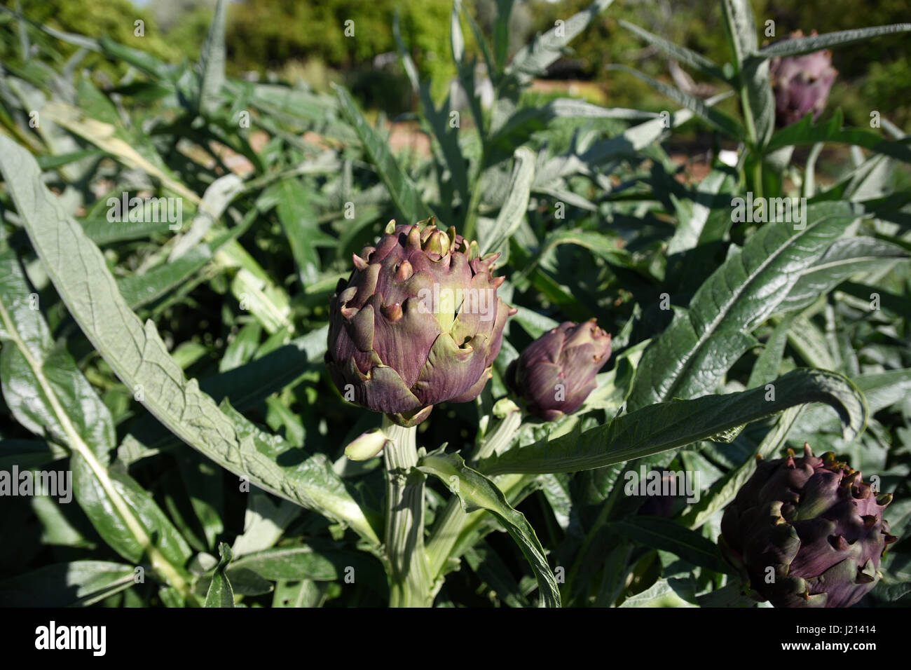 La culture avec de l'artichaut à se concentrer sur une fleur en premier plan, photo à partir de la partie nord de Chypre. Banque D'Images