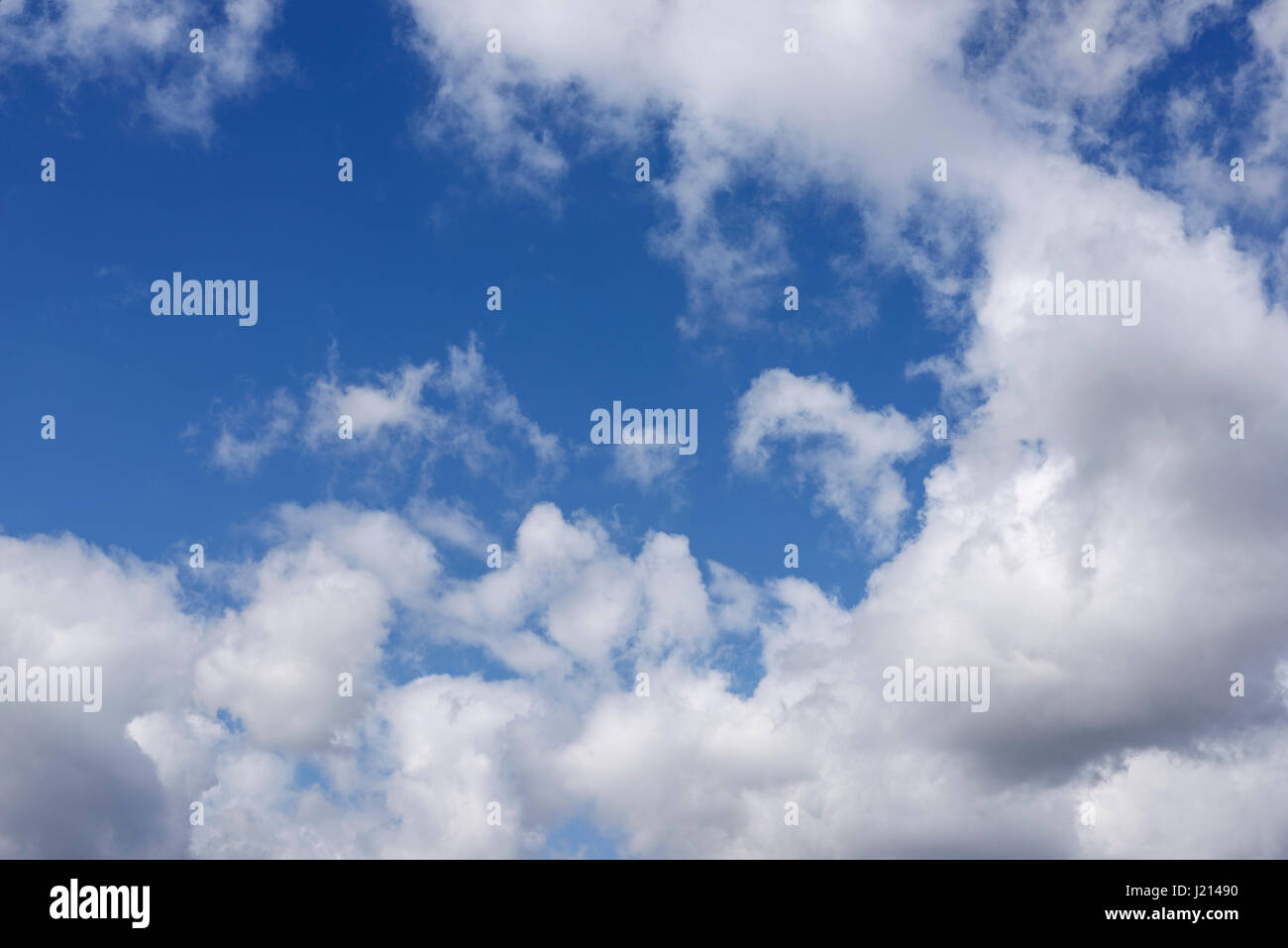 Les nuages blancs d'été contre un ciel bleu Banque D'Images