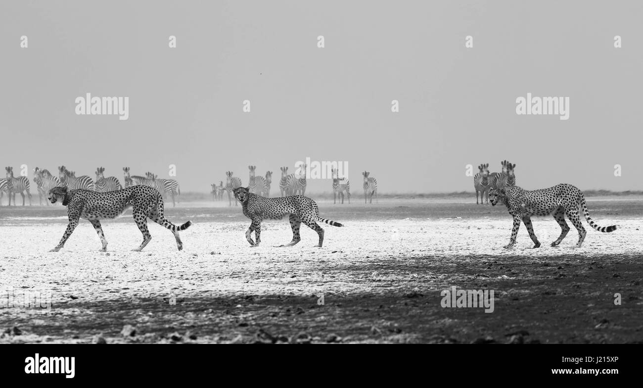 Une mère Guépard traversant les plaines de sable blanc avec ses petits pendant qu'ils sont surveillés par un troupeau de zèbres vigilant. Liuwa Plain National Park, Zambie. Banque D'Images
