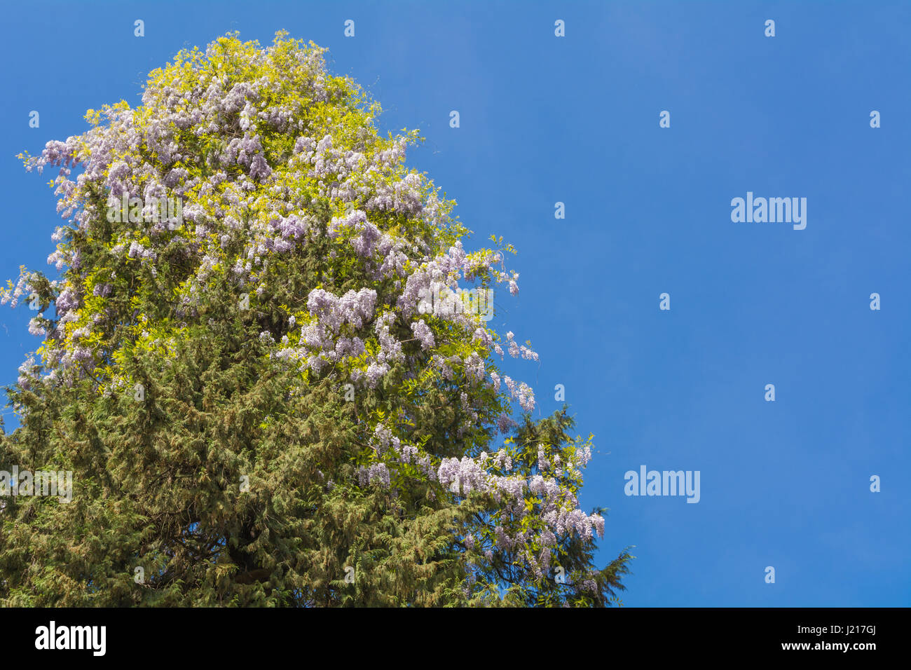 Randonnées glycine. Grand arbre sur la promenade de Meran Banque D'Images