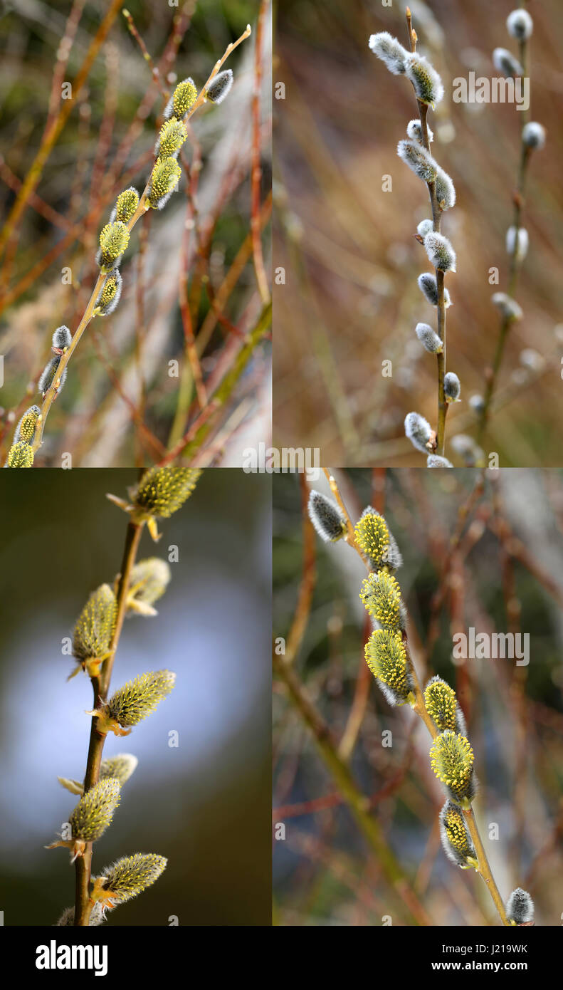 Macro Photo collection de printemps les bourgeons sur les arbres Banque D'Images