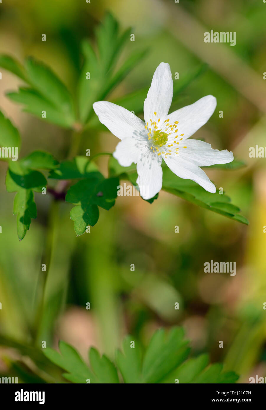 L'Anémone des bois - Anémone nemorosa fleur des bois de printemps Banque D'Images