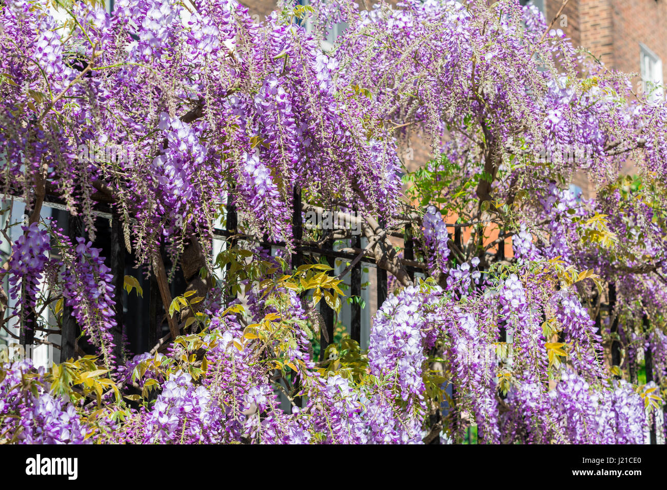 Une saine croissance des plantes wisteria noire sur une clôture métallique à Londres, Angleterre, RU Banque D'Images