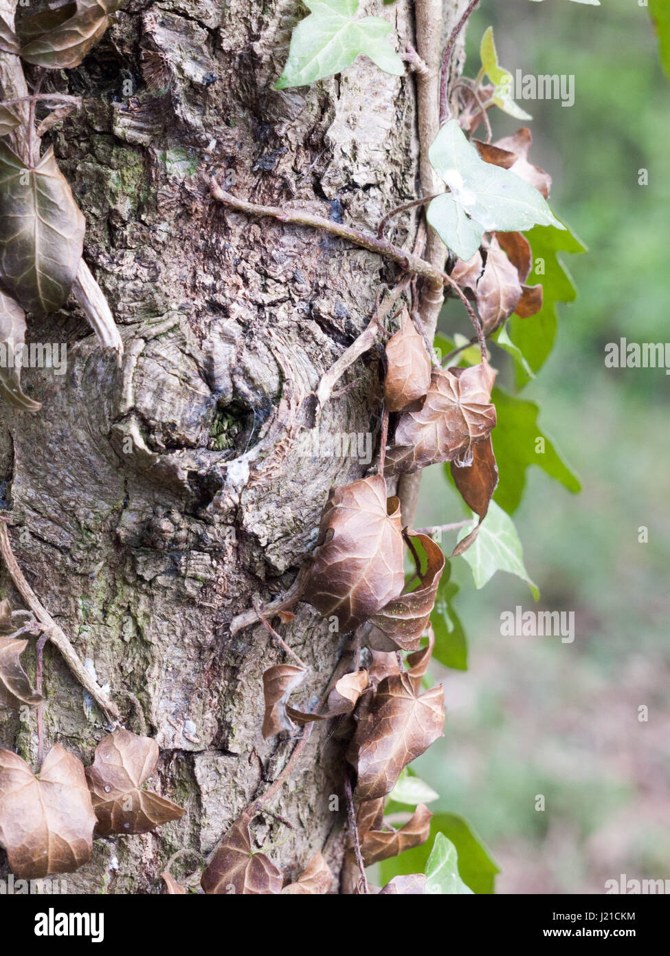 Un tas de feuilles mortes Vu du côté de l'écorce d'un tronc d'arbre dans la forêt au printemps Banque D'Images