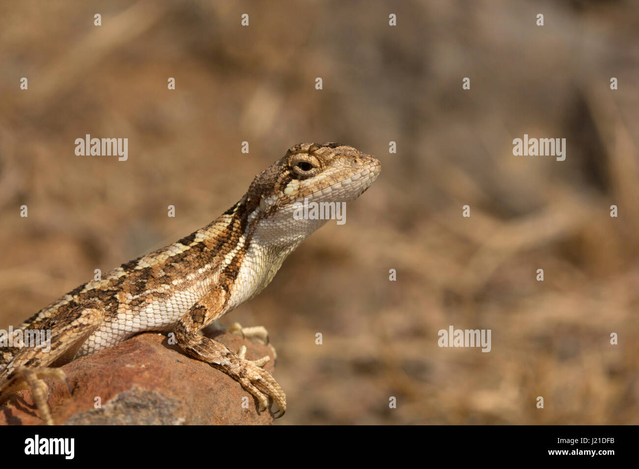 Fan-throated lézard, Sitana laticeps , Mumbai , Inde. Espèces du genre Sitana connus collectivement comme les lézards à gorge du ventilateur sont reconnus pour leur c Banque D'Images