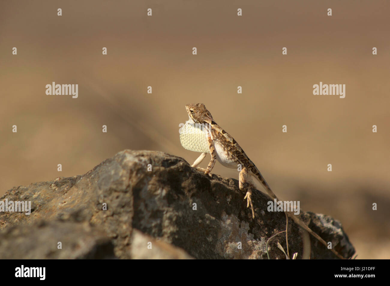 Fan-throated lézard, Sitana laticeps , Mumbai , Inde. Espèces du genre Sitana connus collectivement comme les lézards à gorge du ventilateur sont reconnus pour leur c Banque D'Images