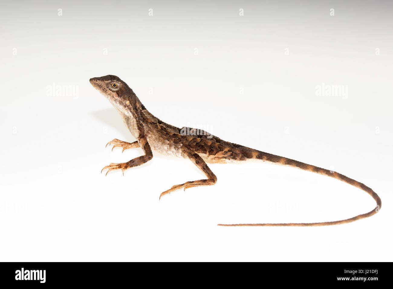 Fan-throated lézard, Sitana laticeps , Mumbai , Inde. Espèces du genre Sitana connus collectivement comme les lézards à gorge du ventilateur sont reconnus pour leur c Banque D'Images