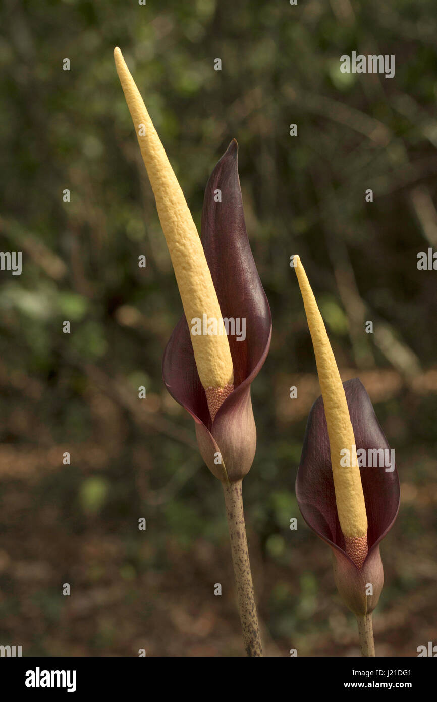 Spadice, Arum sp , Goa, Inde. Spadice est un type d'inflorescence généralement trouvé dans la famille des Araceae les monocotylédones. Les fleurs présentent un tableau de beautifu Banque D'Images