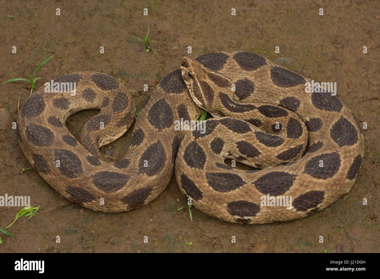 Le Viper de Russell , Daboia russelii , Aarey Milk Colony , EN INDE. Russell's Viper est une espèce de serpent venimeux de la famille des Viperidae. Répartition Il est Banque D'Images