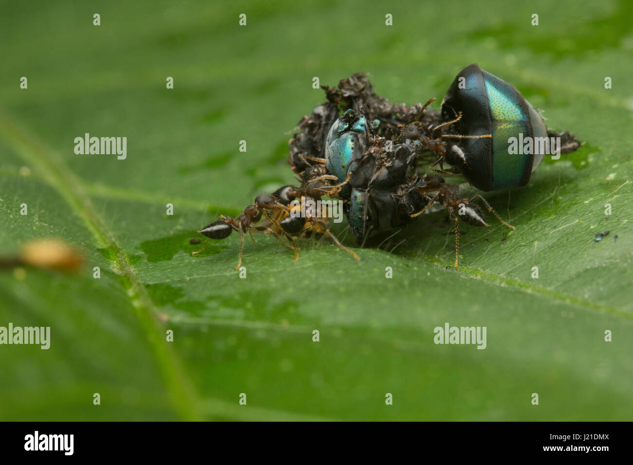 Manger des fourmis eyeball, Aarey Milk Colony , EN INDE. Les fourmis sont l'un des plus étudié les insectes sociaux de la famille Formicidae, appartenant à l'ordre des hyménoptères. Banque D'Images