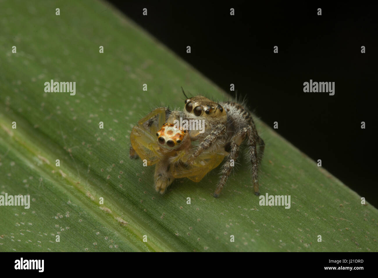 D'araignées aranéomorphes de la famille des gradungulidae , , Aarey Milk Colony , EN INDE. La famille des Salticidae (Thomisidae) contient plus de 600 genres décrits et plus de 5800 Banque D'Images