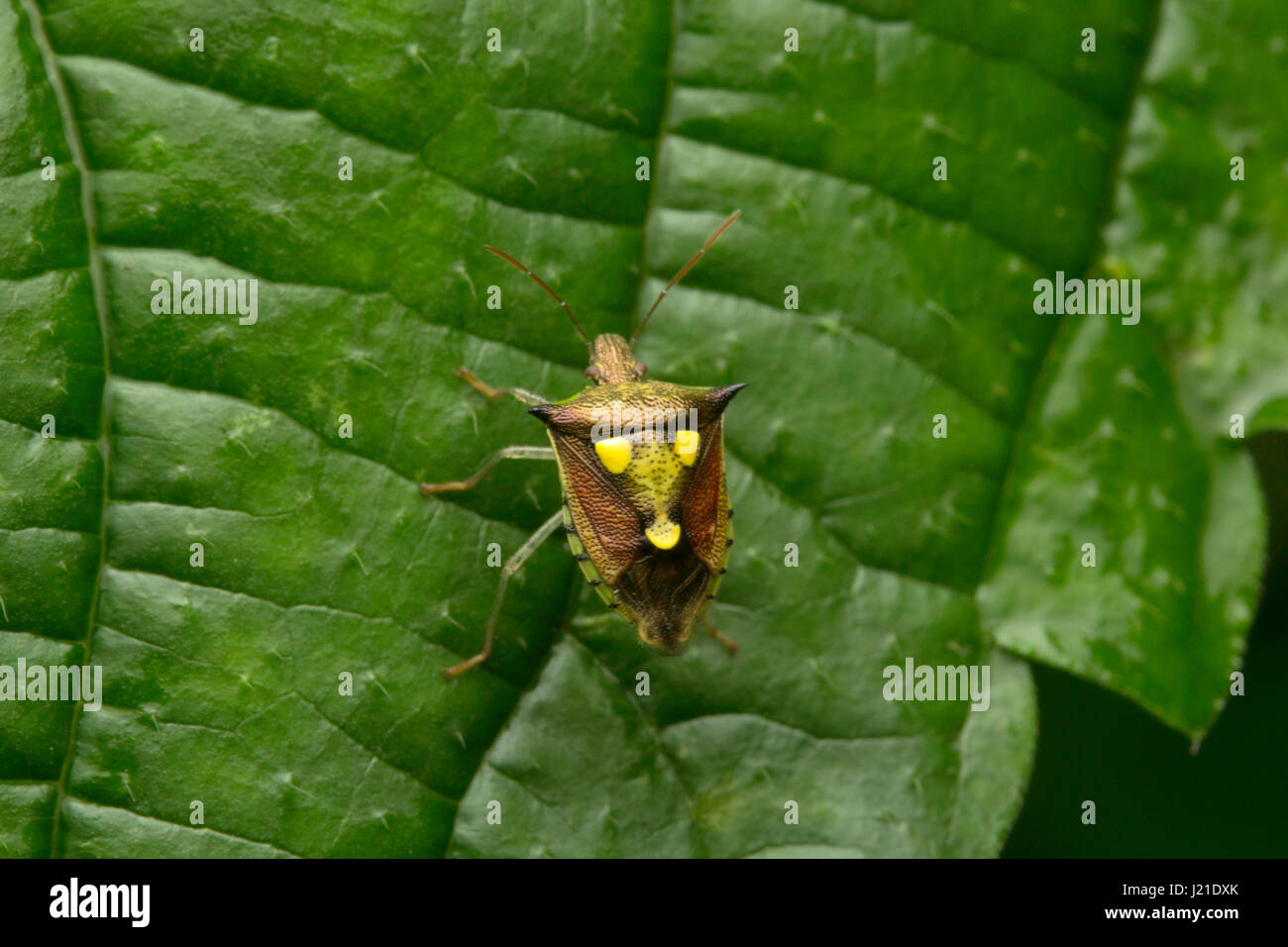 Bug, Aarey Milk Colony , EN INDE. Banque D'Images