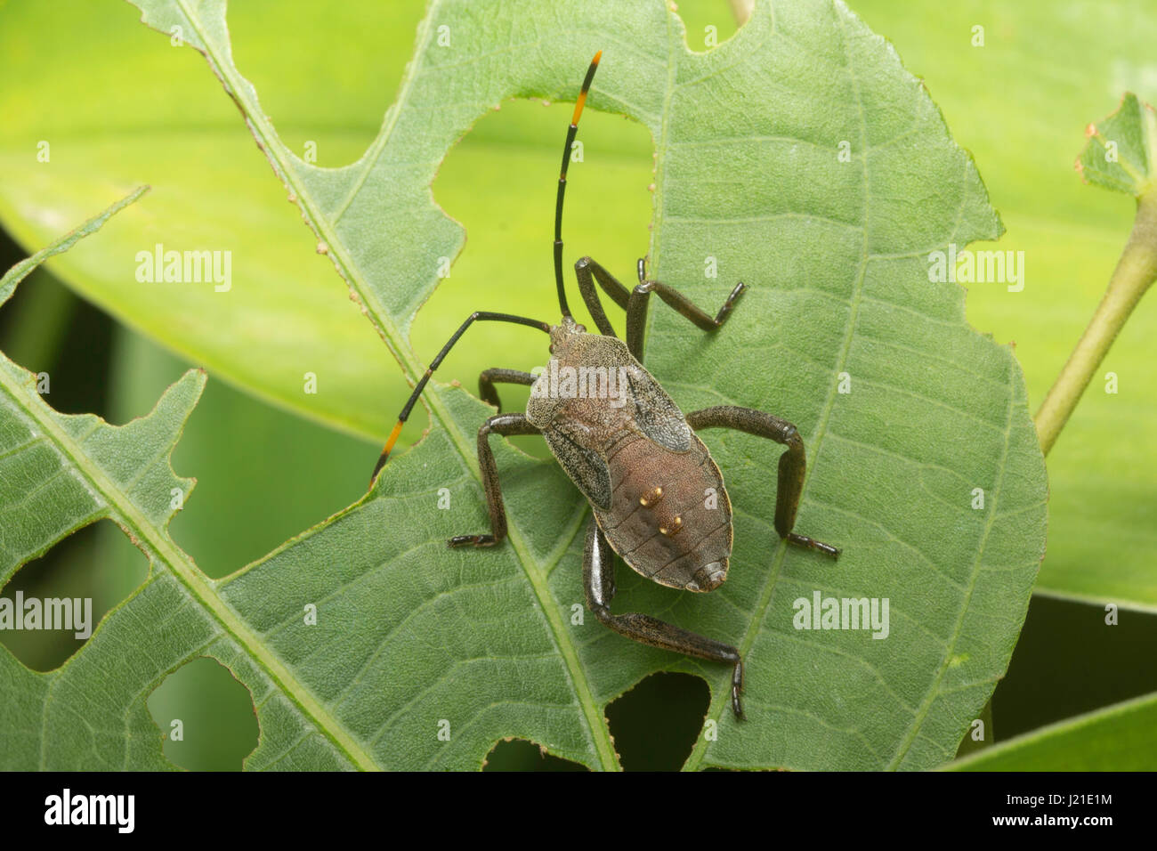 Assassin bugs, Aarey Milk Colony , EN INDE. Assassin bugs sont les insectes prédateurs de la famille des Reduviidae. Ces prédateurs d'embuscade sont généralement trouvés en garde Banque D'Images
