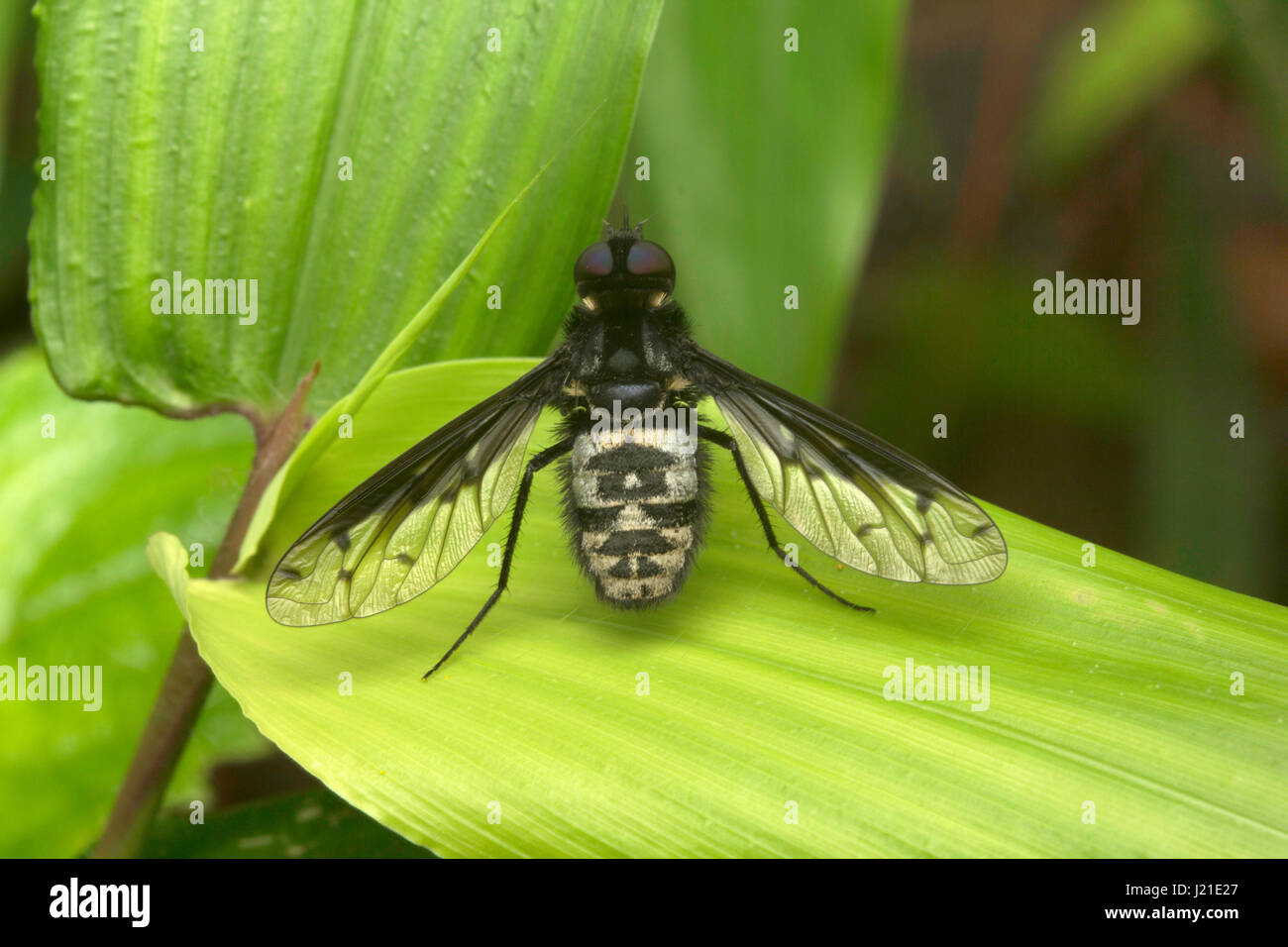 , Voler , Non Identifiés Aarey Milk Colony , EN INDE. Mouches appartiennent à leur ordre d'insectes diptères. Le nom provient de Diptères mots vert 'di' signifiant Banque D'Images