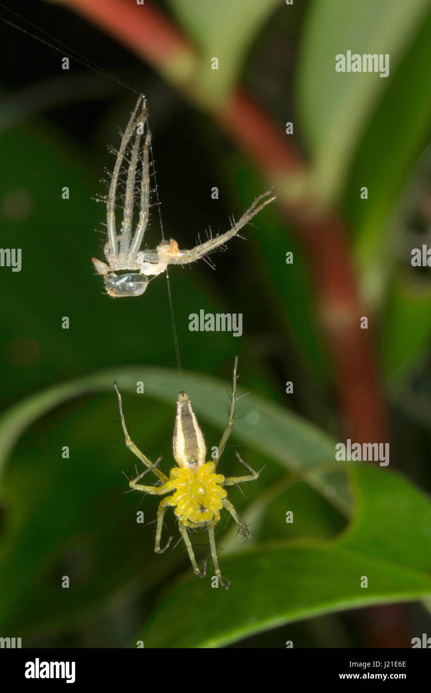 La mue, l'araignée Lynx , Oxyopidae Aarey Milk Colony , EN INDE ...