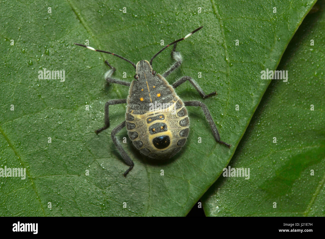 Bugs , Aarey Milk Colony , EN INDE. Banque D'Images