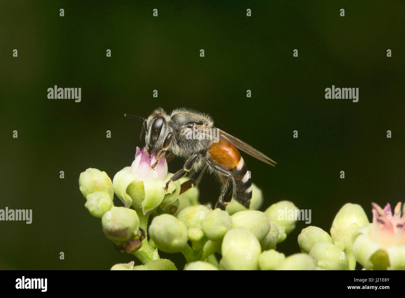 Les abeilles, Aarey Milk Colony , EN INDE. Banque D'Images