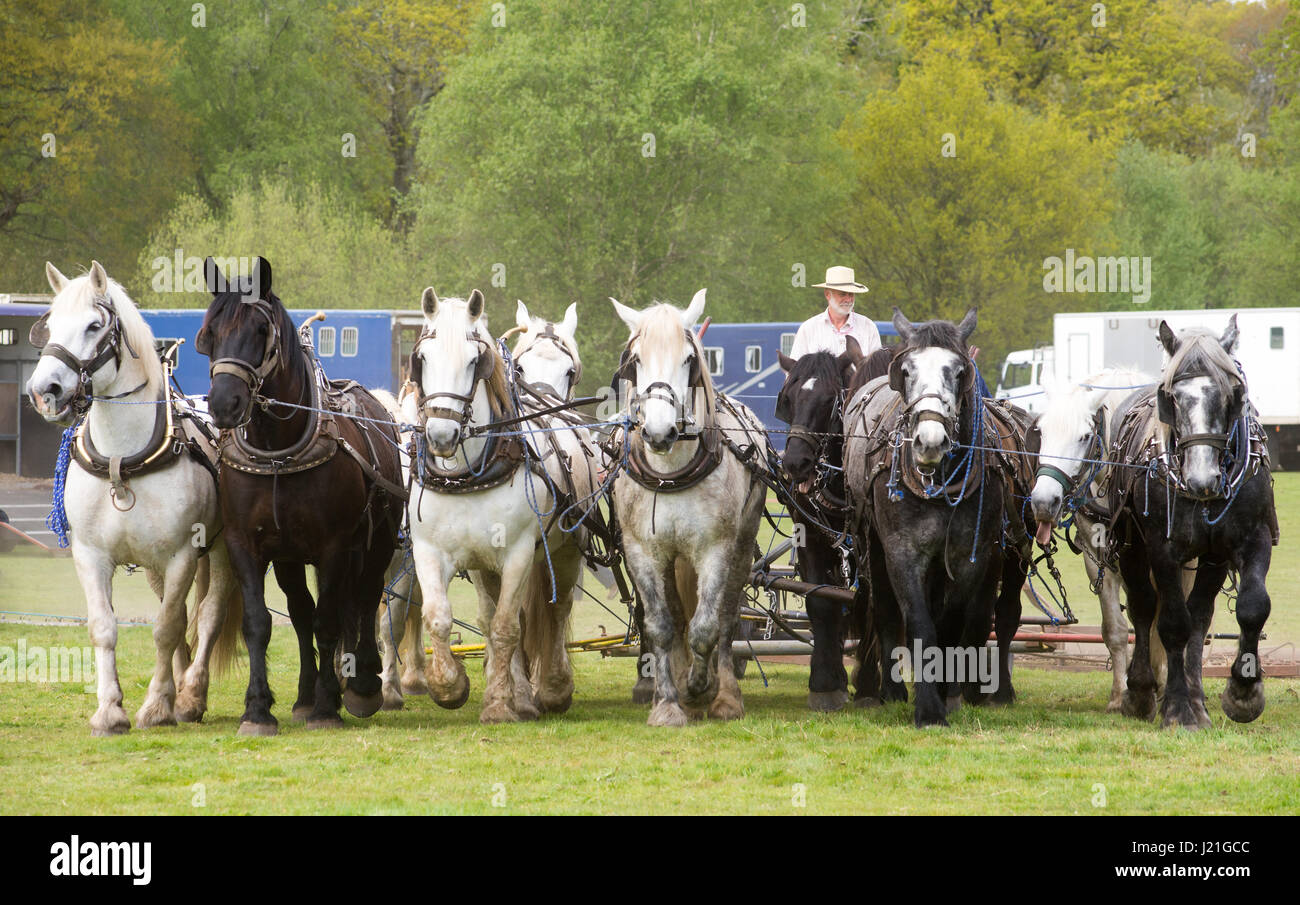 Harbridge, Ringwood, Hampshire, Royaume-Uni, 23rd avril 2017. Labour avec des chevaux lourds. Démonstrations de techniques de manutention de chevaux, de méthodes agricoles d'un âge dépassé et de courses de calèche lors de l'événement de l'Association des chevaux lourds des comtés du Sud. Banque D'Images