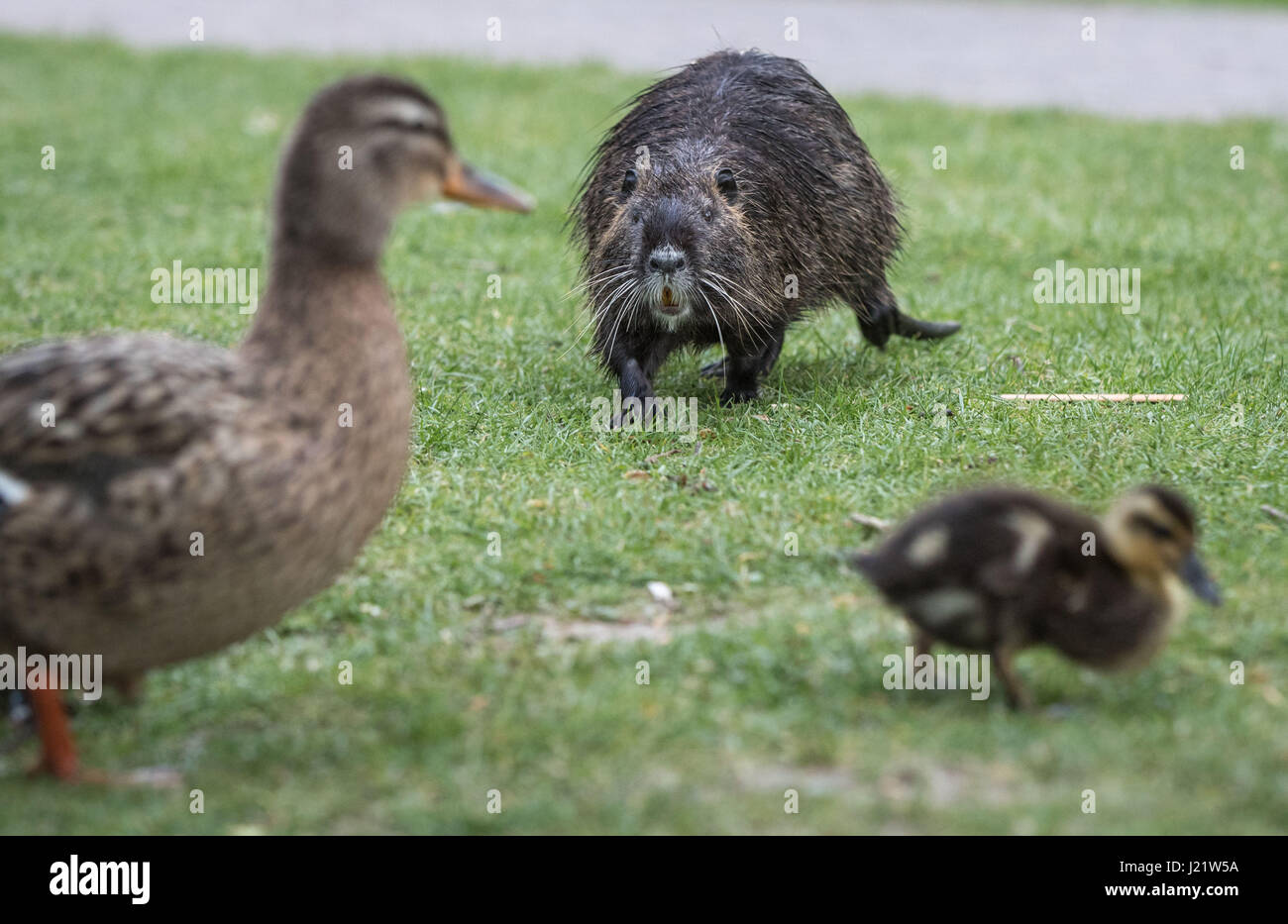 Les Bains, France. Apr 23, 2017. Un ragondin, ou de la rivière Rat (Myocastor coypus) tente d'expulser un canard et ses canetons de sa présence à Bad Vilbel, Allemagne, 23 avril 2017. Photo : Frank Rumpenhorst/dpa/Alamy Live News Banque D'Images