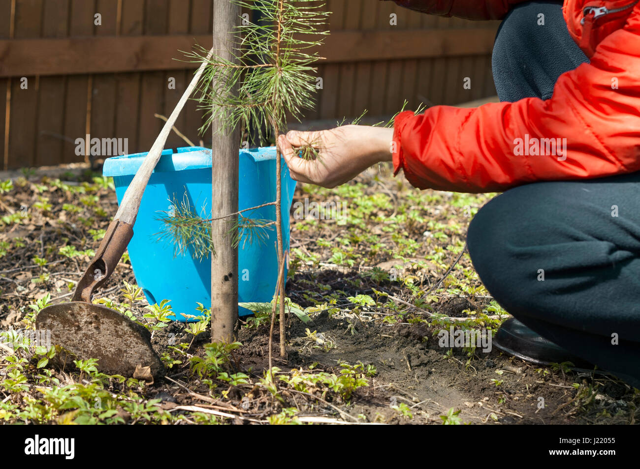 Les mains des hommes à côté de jeunes arbres de pins et d'outils de jardin, piscine cropped shot, concept de soins nature Banque D'Images
