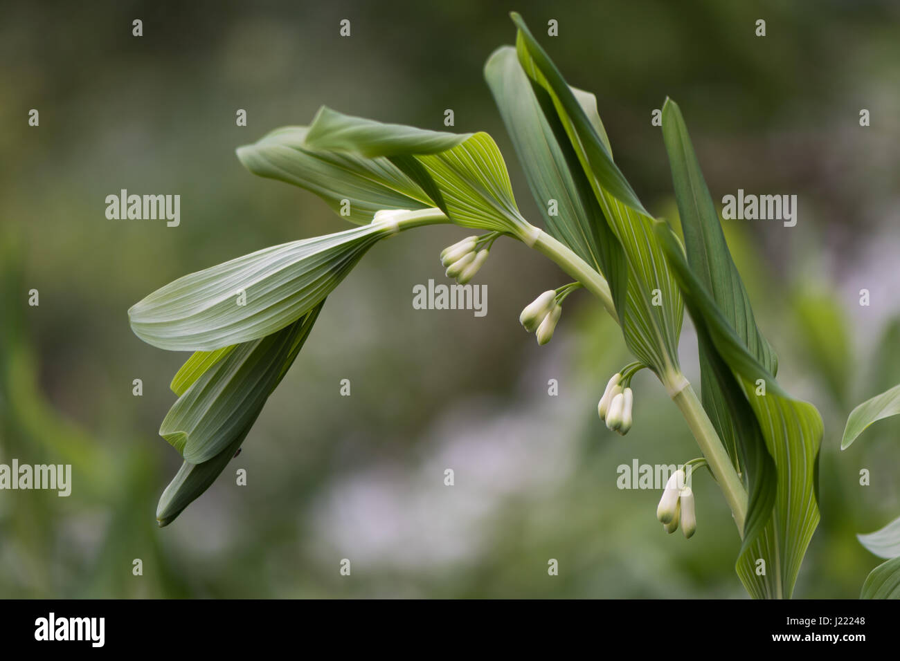 Le sceau de Salomon (Polygonatum multiflorum) plante en fleur. Plante de la famille des Asparagacées, alias David harpe ou bain-de-ciel plus en bois Banque D'Images