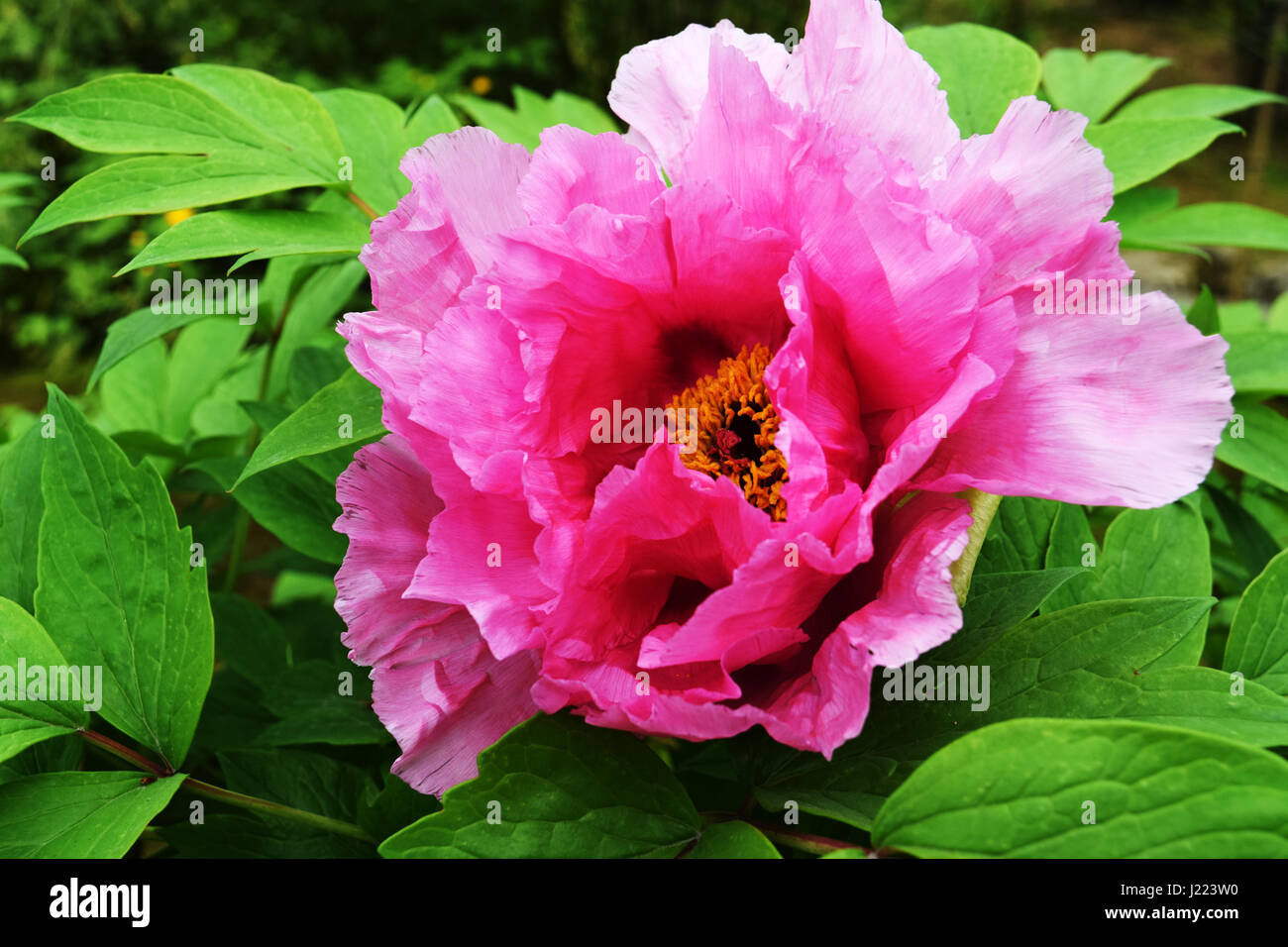 Grandes fleurs de pivoine Rose Arbre japonais prises à Arashiyama, à Kyoto, Japon Banque D'Images