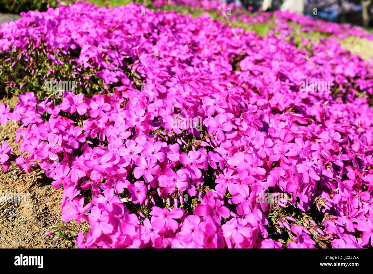 Shibazakura (mousse rose) au lac Kawaguchi près du Mont Fuji, Japon Banque D'Images