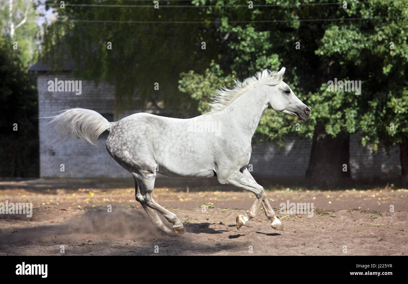 Magnifique cheval arabe, cheval blanc l'amusement jouer énergique, galop Banque D'Images