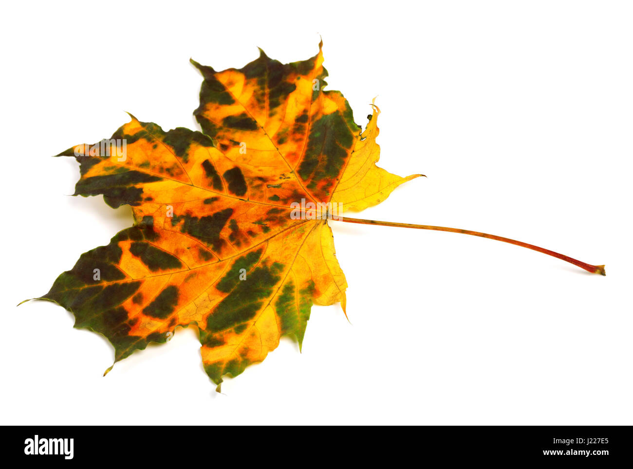 D'automne multicolore feuille d'érable. Isolé sur fond blanc Banque D'Images