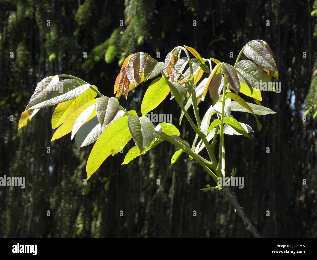 Les feuilles de noyer le printemps croate,campagne,europe,2 Banque D'Images
