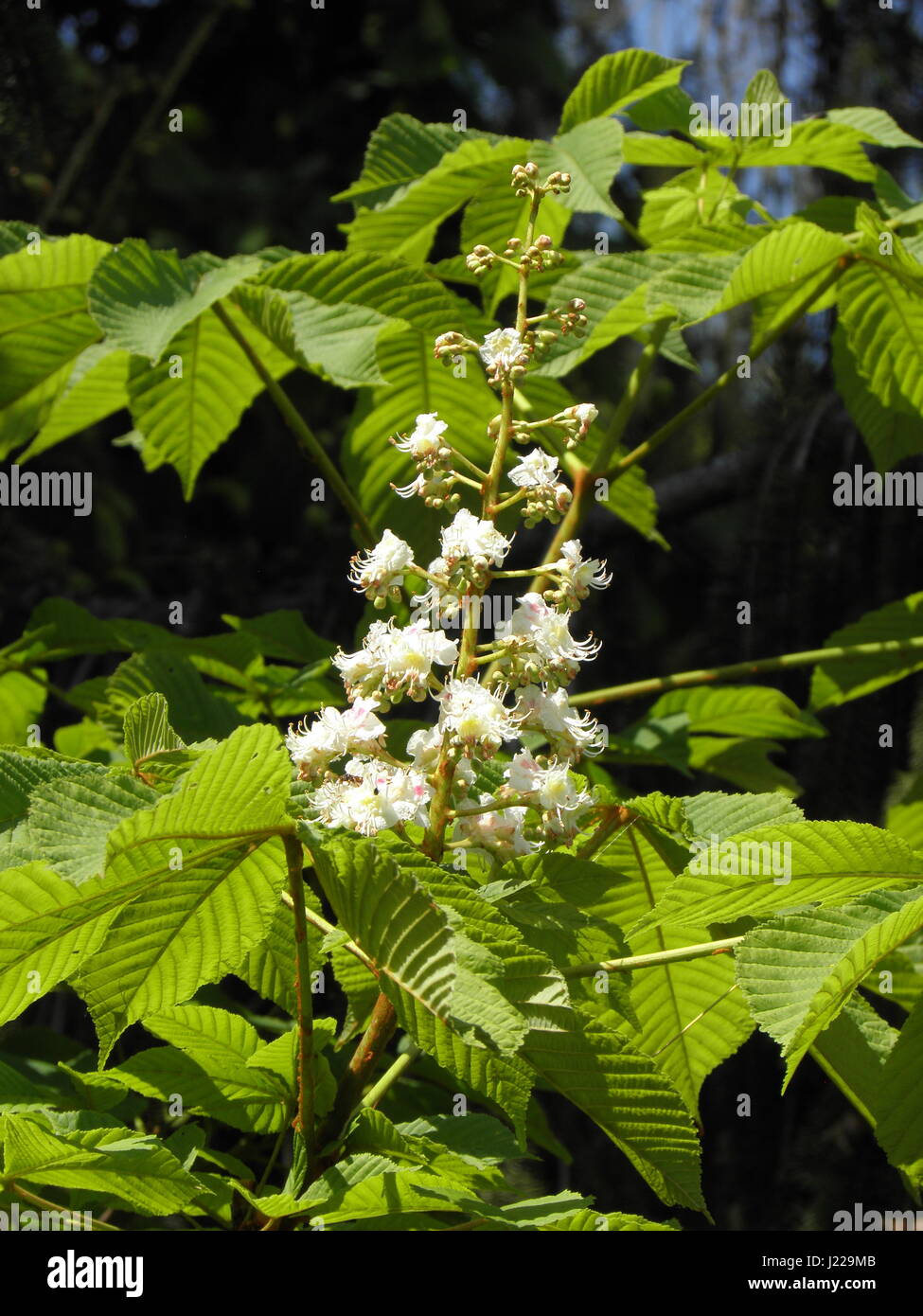 White horse-chestnut blossom printemps,Zagreb,Croatie,europe,3 Banque D'Images