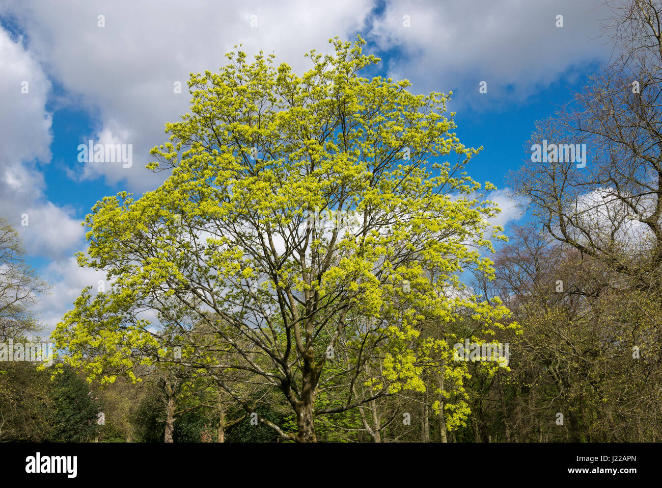 Acer platanoides Fleurs de soleil du printemps avec ciel bleu en arrière-plan. Banque D'Images