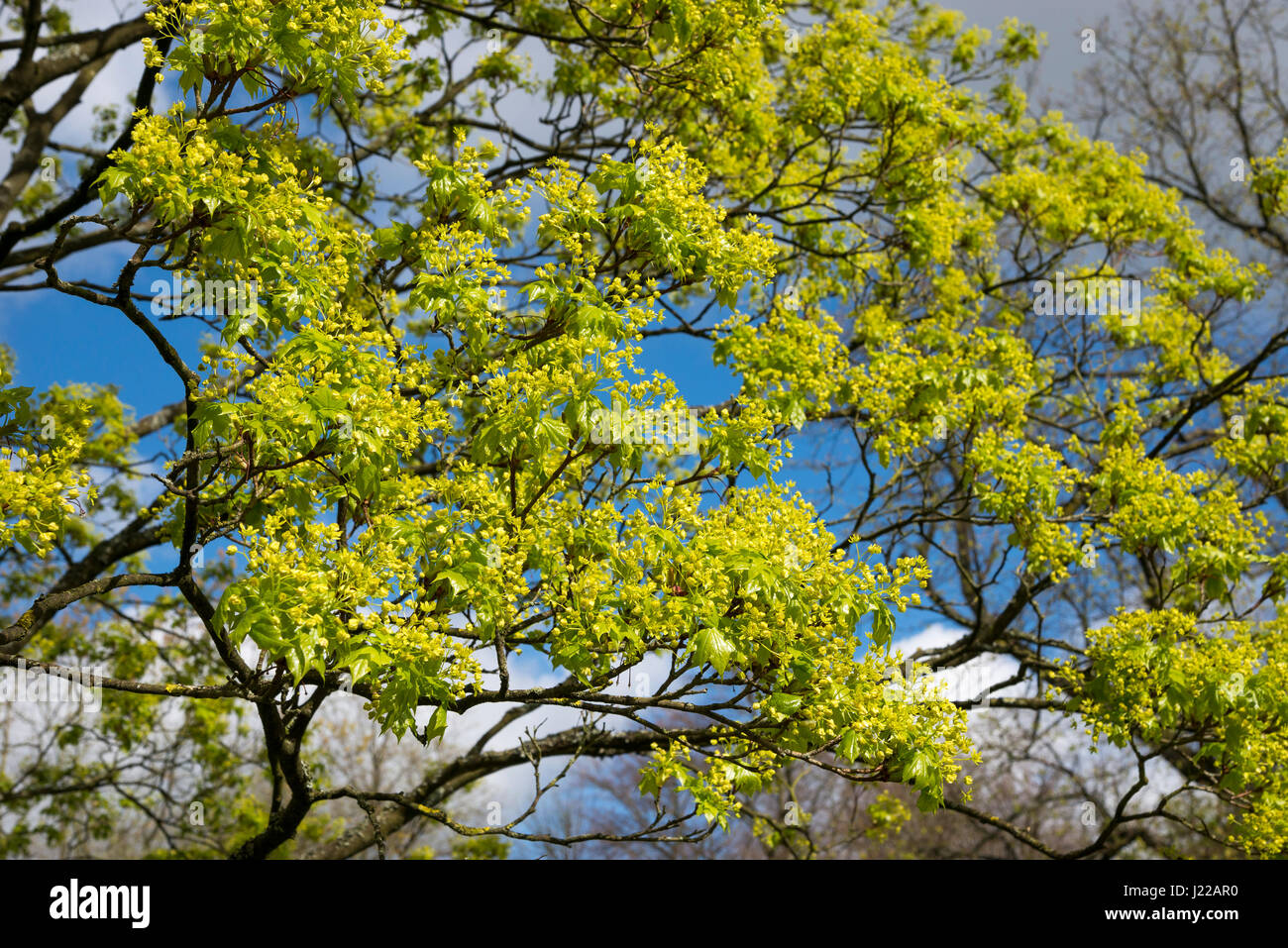 Acer platanoides Fleurs de soleil du printemps avec ciel bleu en arrière-plan. Banque D'Images